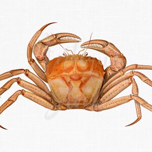 Crab PNG & JPG Files &quot;Red King Crab&quot; Antique Illustration for Collages, Invitations, Sublimation, Decoupage, Wall Decor...