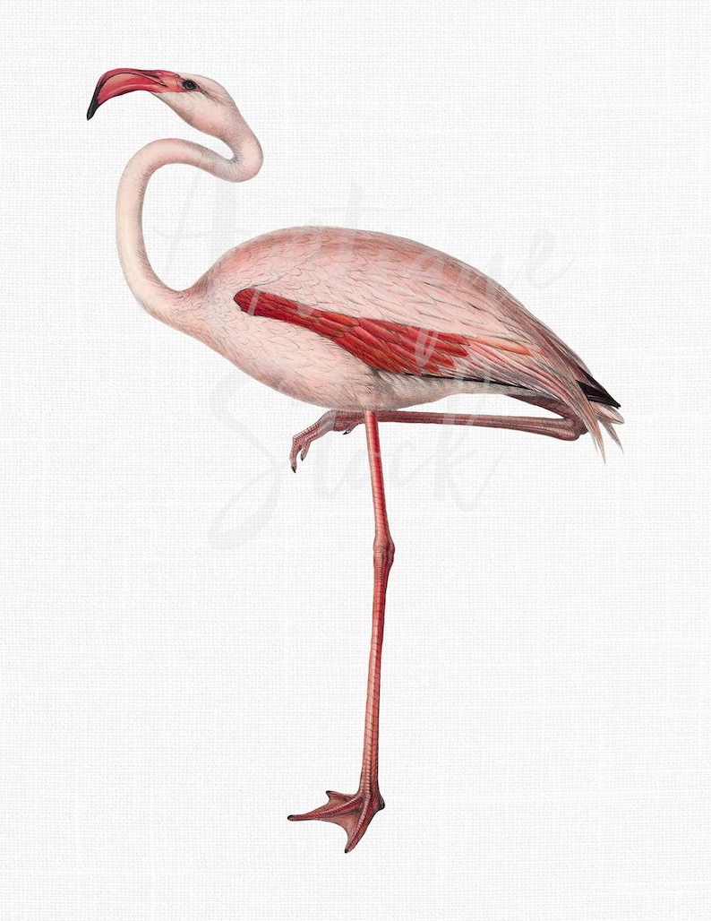 May include: A pink flamingo with a long, thin neck and legs stands on one leg. The bird has a red beak and red markings on its wings.