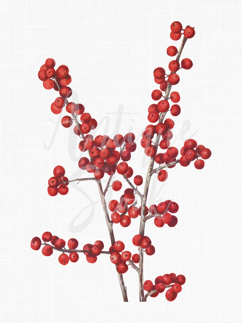Winterberry Printable Art, Botanical Artwork Common Winterberry Instant Download for Collages, Invitations, Decoupage, Wall Decor... image 1