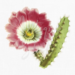 Cactus Botanische Illustratie PNG & JPG Bestanden "Lady Finger Cactus" Digitale Download voor uitnodigingen, Wall Art Prints, Collages, Decoupage...