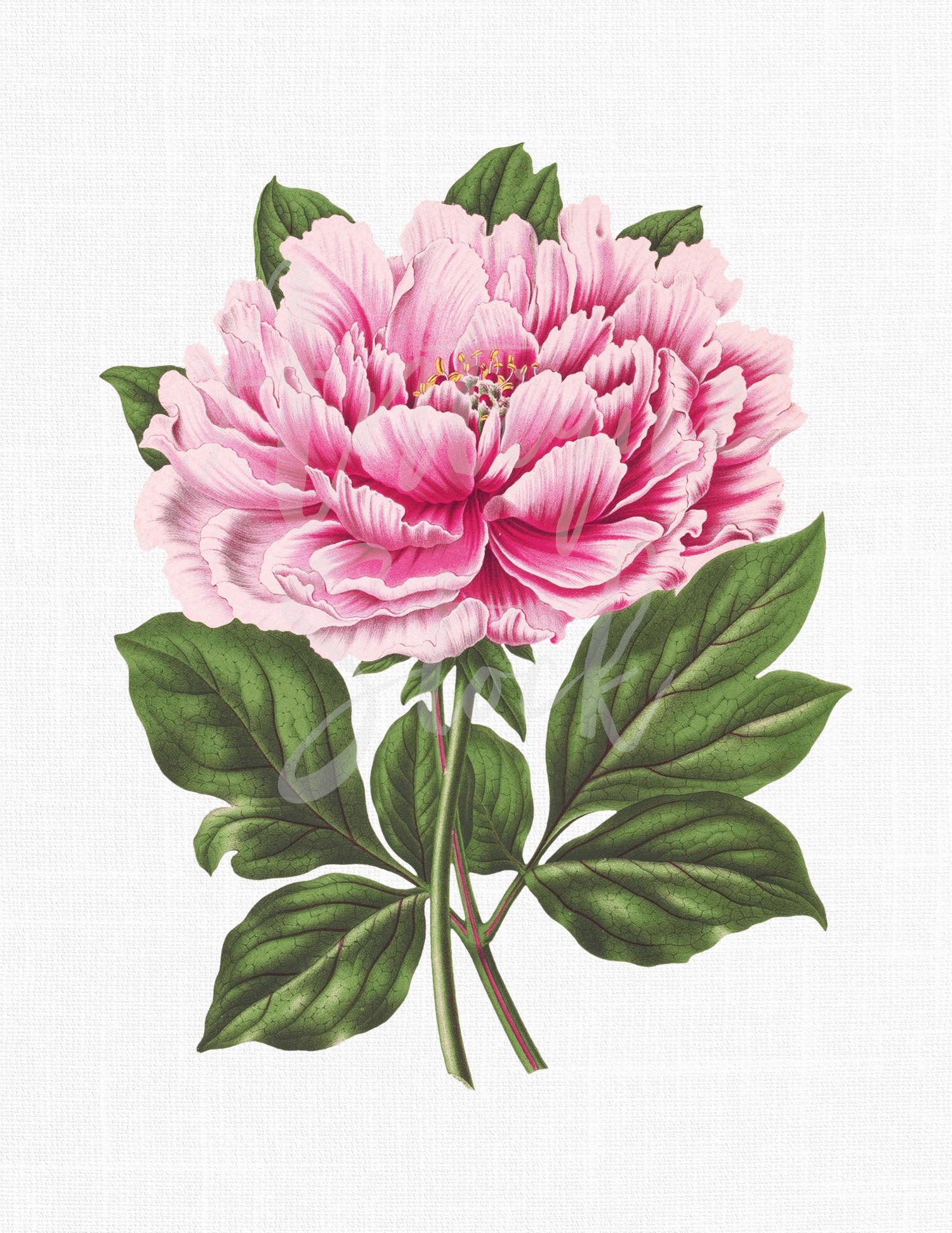 Peony Clipart Instant Download Flower hot Pink Tree