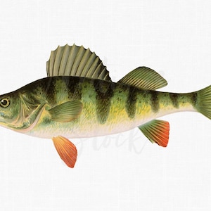 Baars PNG vis vintage illustratie "Barred Perch" digitale download voor collages, scrapbook, stickers, Wall Art Prints...