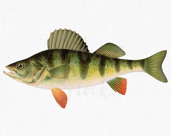 Perch PNG Fish Vintage Illustration "Barred Perch" Digital Download for Collages, Scrapbook, Stickers, Wall Art Prints...