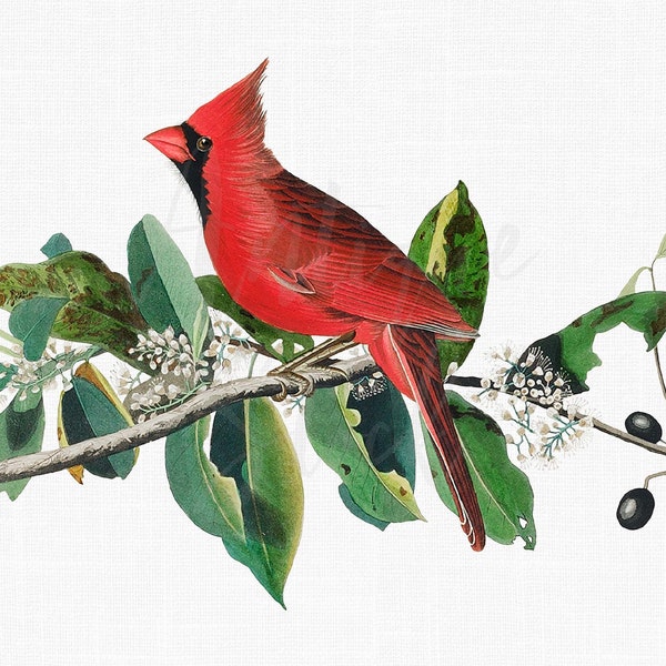 Bird Digital Download "Cardinal" Vintage Illustration PNG / JPG Images for Crafts, Invitations, Collages...