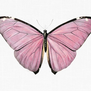Antique Stock Butterfly « Pink Adonis Morpho » Illustration de téléchargement numérique pour sublimation, artisanat, découpage, invitations, collages...