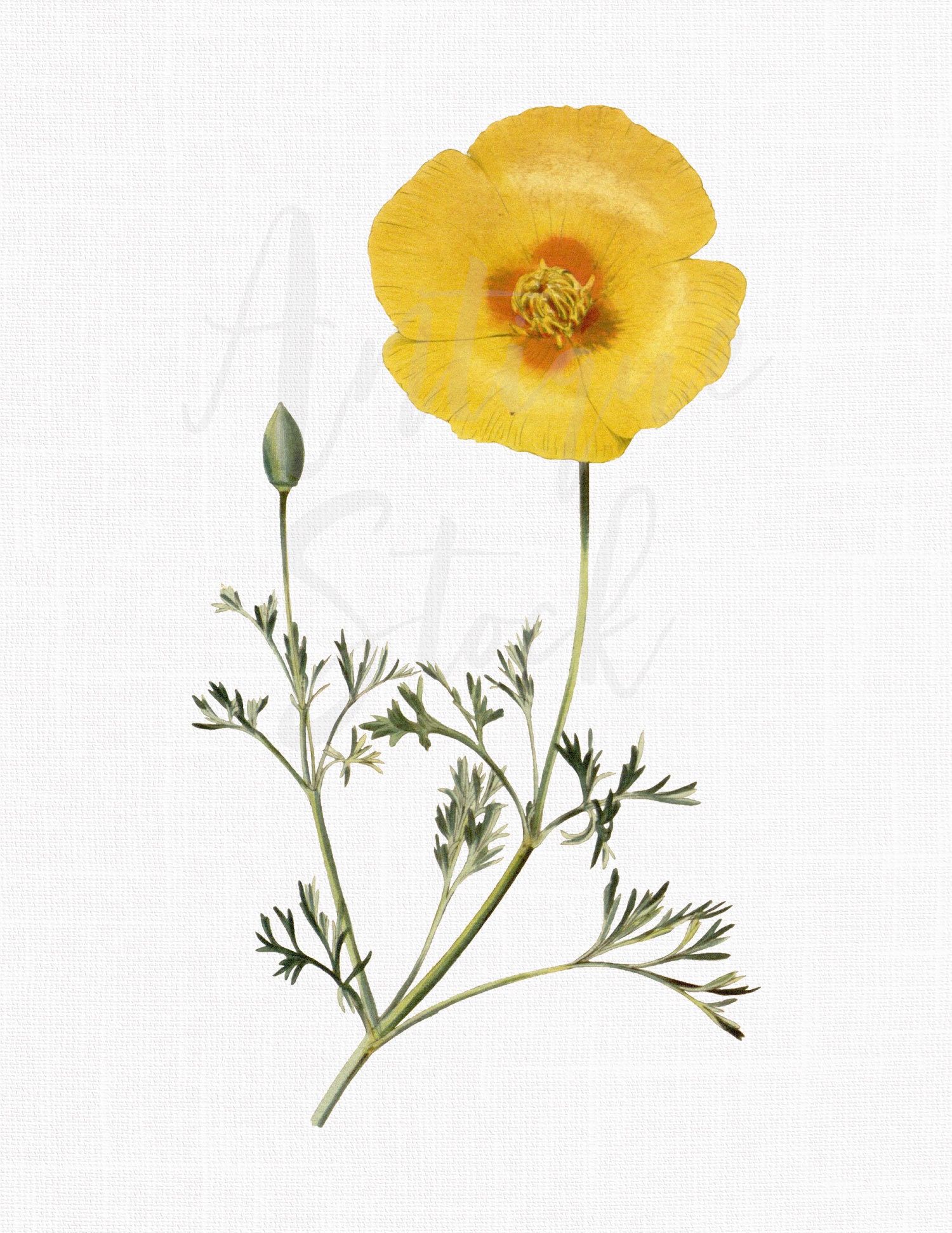Yellow Poppy Flower Image californian Poppy Digital Graphic for  Invitations, Card Making, Prints, Wall Art, Scrapbook... - Etsy