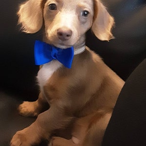Haustierhalsband Fliege - Welpe Fliege - Hundehalsband - Haustierhalsband - Doggy Schleife - Hunde Fliege - Katzenhalsband - Katzenhalskette - Katzenfliege