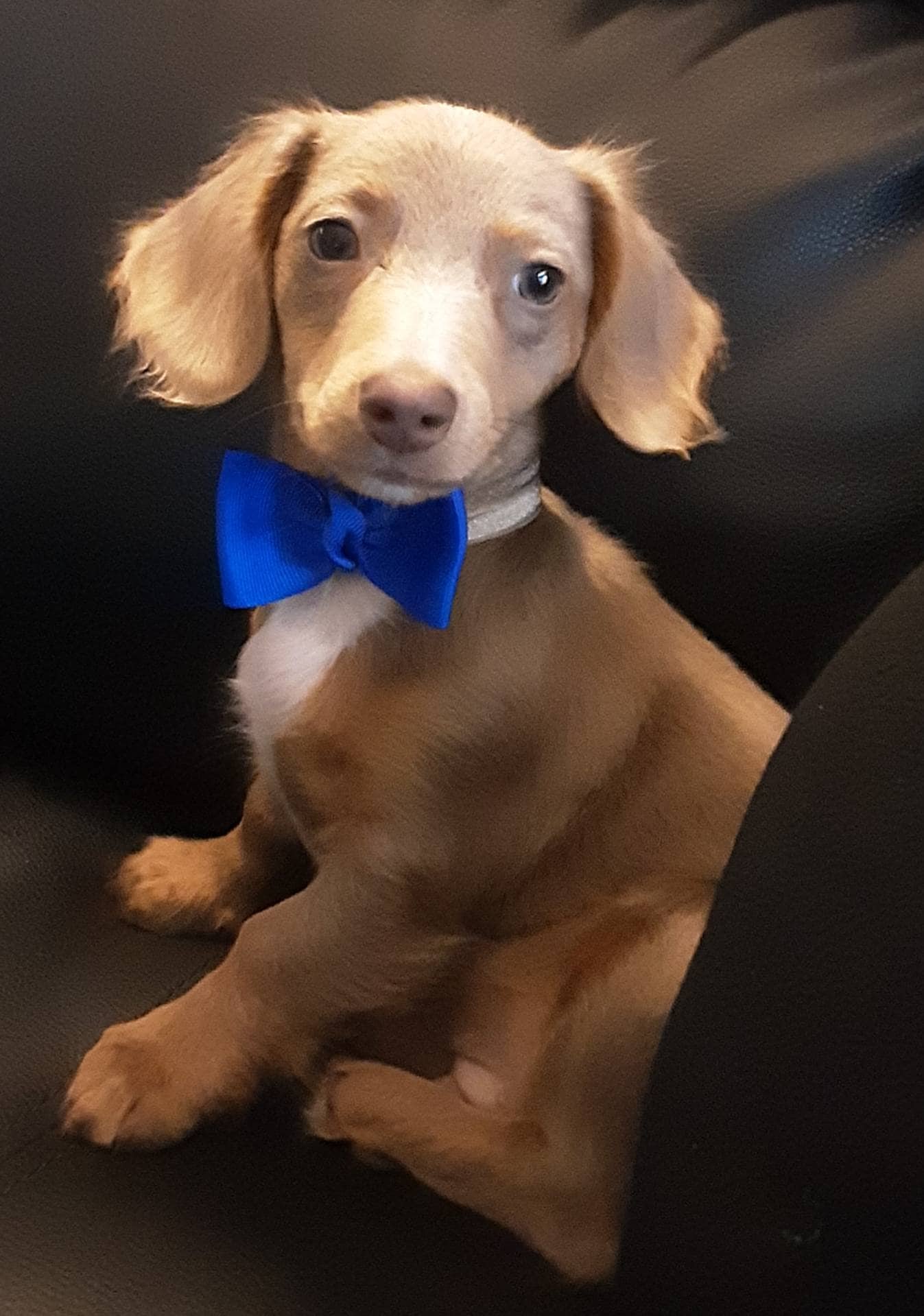 Handmade Pet Bow Tie Collar - Elastic Puppy & Cat Accessory