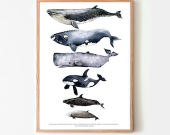 May include: A watercolor illustration of seven different whale species, including a sperm whale, a killer whale, and a southern right whale. The illustration is framed in a light wood frame.
