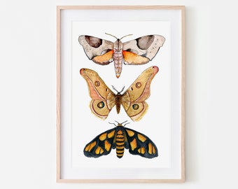 moth print, nature study, moth butterfly, kids room art, entomology, science poster.