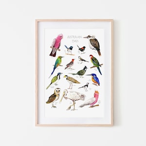 australian birds poster; birds print, kookburra, cockatoo, educational print, homeschool