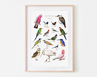 Op de afbeelding: Een kleurrijke illustratie van Australische vogels, waaronder een roze galah, een kookaburra, een zwart-witte ekster, een groene bijeneter, een roodkop-roodborstje, een geelstaart-zwarte kaketoe, een witbuik-zee-arend, een grijze slachtervogel, een regenbooglori, een grijze klauwier, een zwartgezicht-koekoeksklauwier, een geelpotige groene duif, een gemaskerde plevier, een blauwvleugel-kookaburra, een bruine uil, een witte ibis en een roze kaketoe. De illustratie heeft de titel "Australische Vogels".