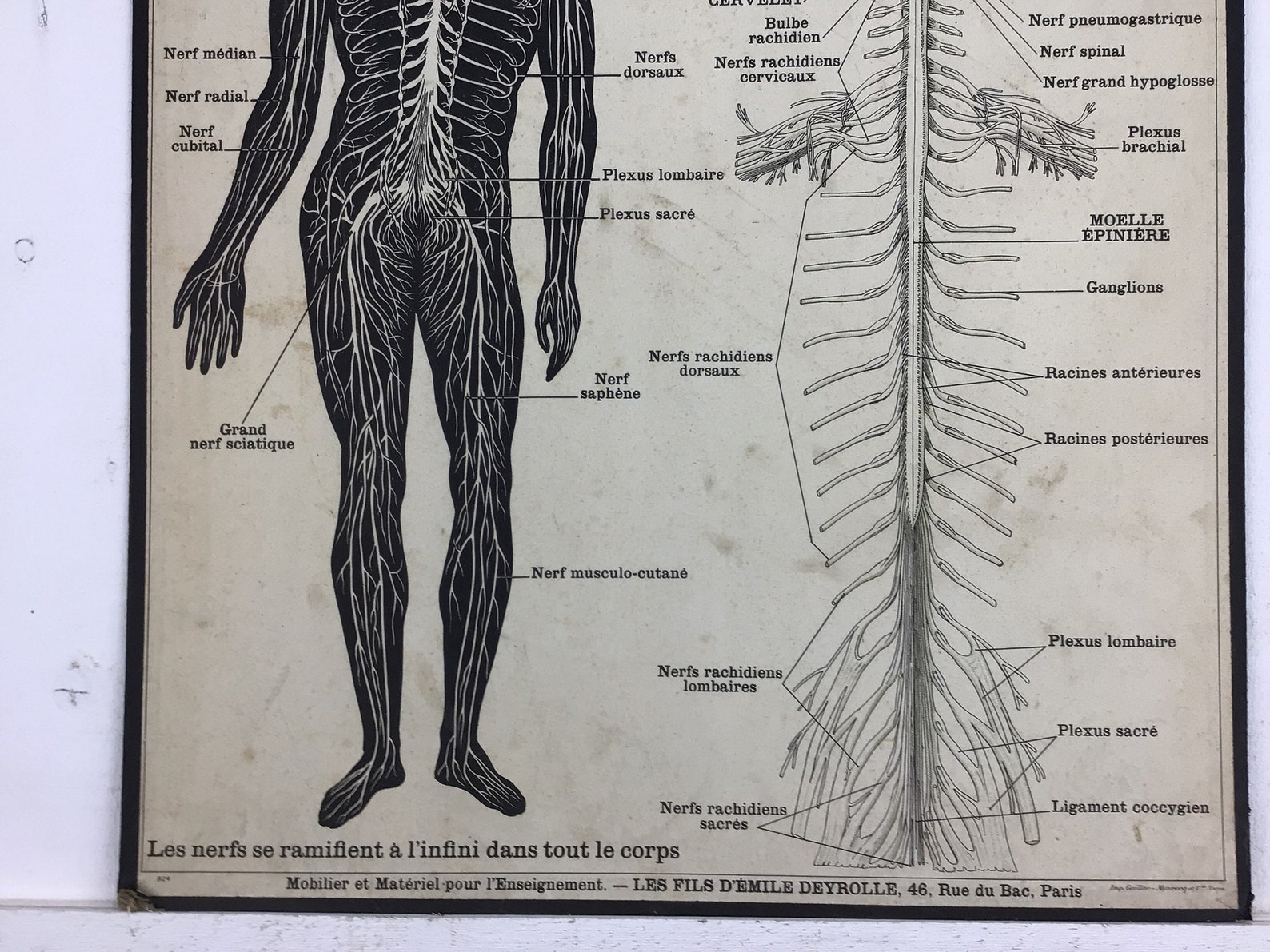 Système Nerveaux antikes medizinisches Schulpanel. Deyrolle | Etsy
