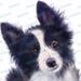 Dog clipart Border collie clipart printable art Watercolor clipart Mug design Digital download watercolor dog clip art Commercial PNG