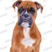 Dog clipart boxer clipart instant download. Digital art watercolor clip art Commercial PNG Printable illustration boxer dog animal clipart