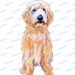 Labradoodle clipart instant download. Digital clipart pencil and watercolor illustration. Commercial use. PNG. Printable dog clipart.