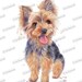 Dog clipart yorkie clipart instant download. Digital watercolor clip art Commercial PNG Printable illustration yorkshire terrier dog