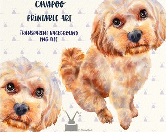cavapoo stuff