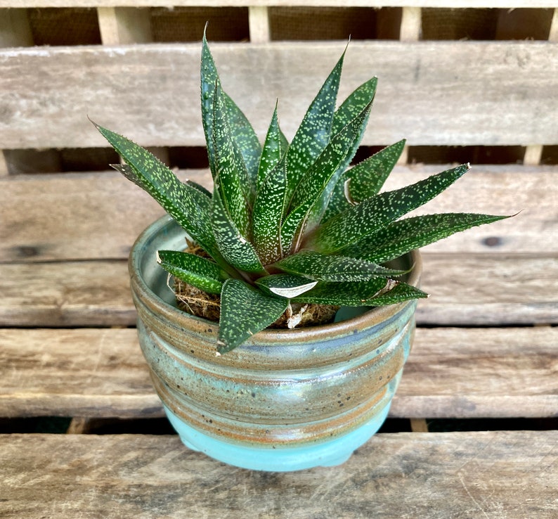 Stoneware Succulent Pot Handmade Wheel Thrown Planter with Drain Hole and feet image 10