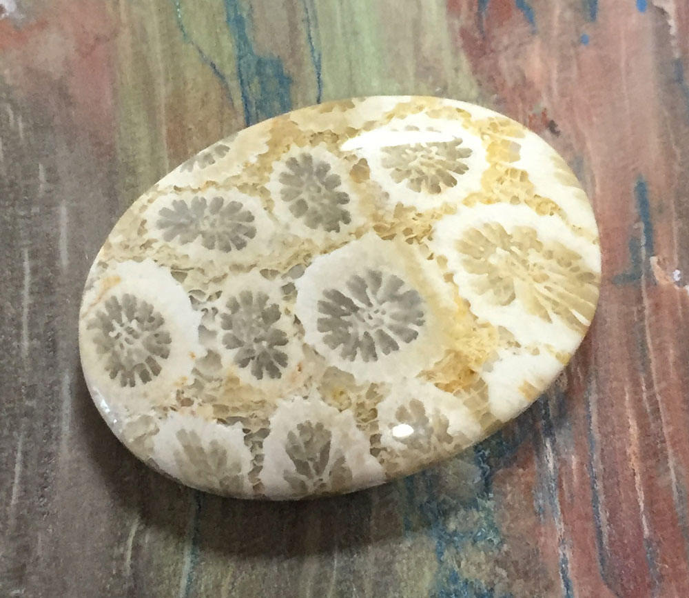 Petrified Coral CC521 Etsy