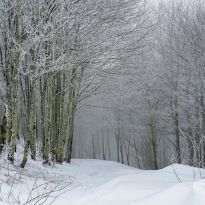 May include: A snowy forest scene with bare trees covered in frost. The trees are lined up in a row, creating a path through the woods. The ground is covered in snow, and the air is misty.