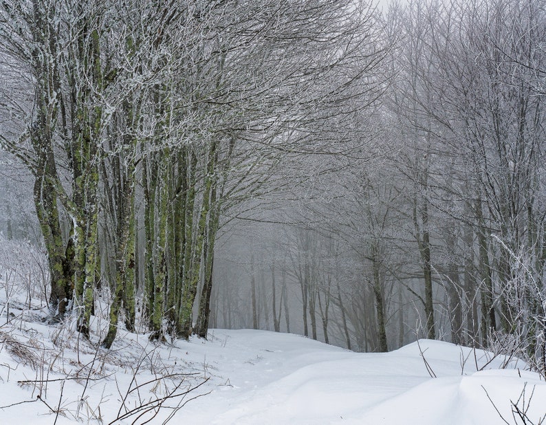 Op de afbeelding: Een besneeuwd boslandschap met kale bomen bedekt met rijp. De bomen staan in een rij en vormen een pad door het bos. De grond is bedekt met sneeuw en de lucht is mistig.