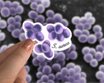 Staphylococcus aureus Bacteria Sticker | 3 inch Glossy Vinyl Decal | Microbiology & Lab Art