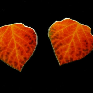 Braun Grün Rot & Gelb Espe Blatt Ohrringe 1