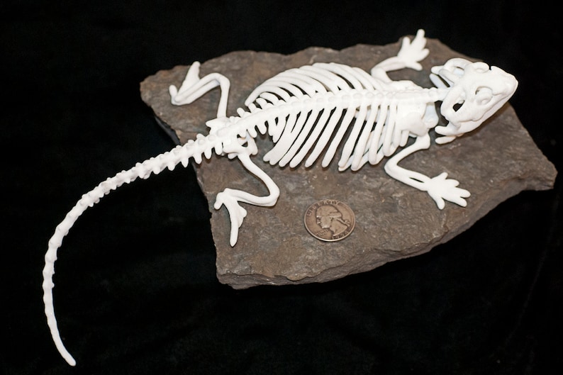 Bearded Dragon Lizard Skeleton 3D Printed in White Acrylic