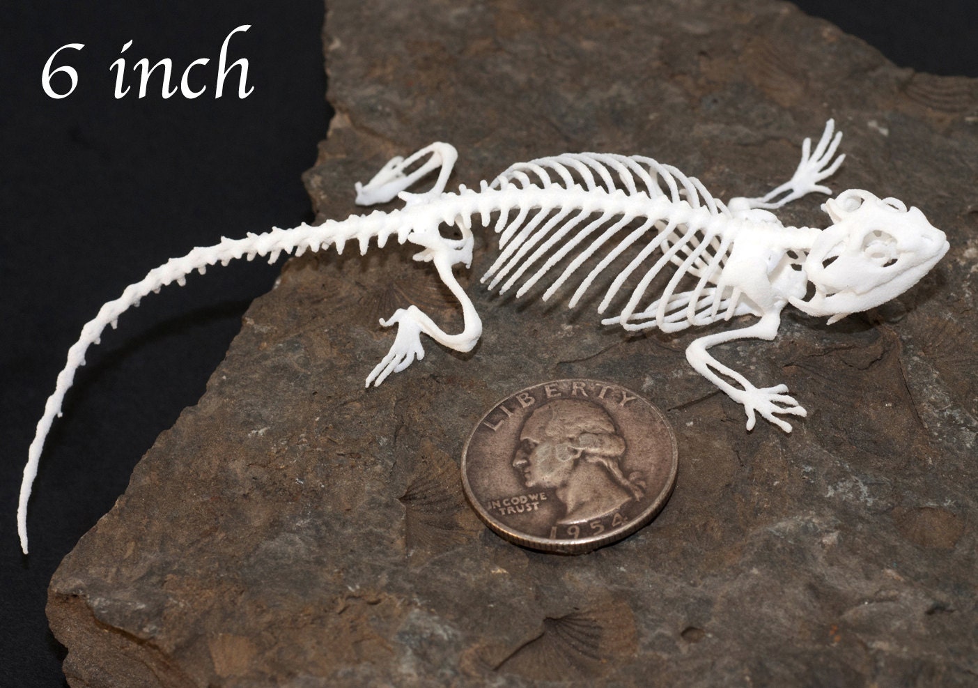 Lizard, Bearded Dragon Skeleton, Museum quality specimen. - nātür showroom  - Museum quality insects, butterflies and natural history collectibles,  artifacts and gifts