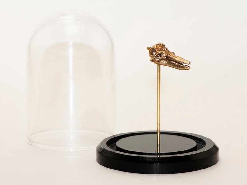 Marine Biology Gift Dolphin Skull Necklace Science Jewelry Etsy