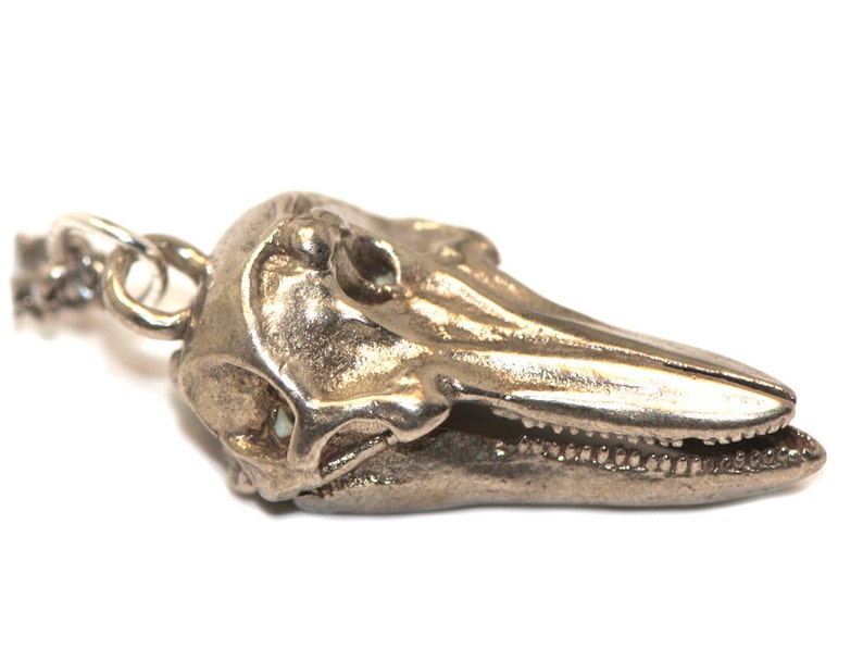 Marine Biology Gift Dolphin Skull Necklace Science Jewelry Etsy