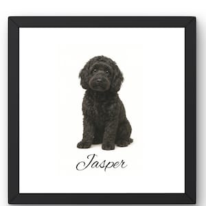 Puede incluir: Impresión enmarcada de un perro negro sentado sobre un fondo blanco. El perro tiene pelo rizado y una expresión amigable. El nombre "Jasper" está escrito en cursiva debajo.