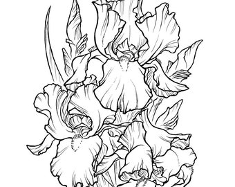 Iris - Irises - Botanical illustration - Art Print A4 - 21 x 29,7 cm / 8.3 x 11.7 inches - Mar del Valle