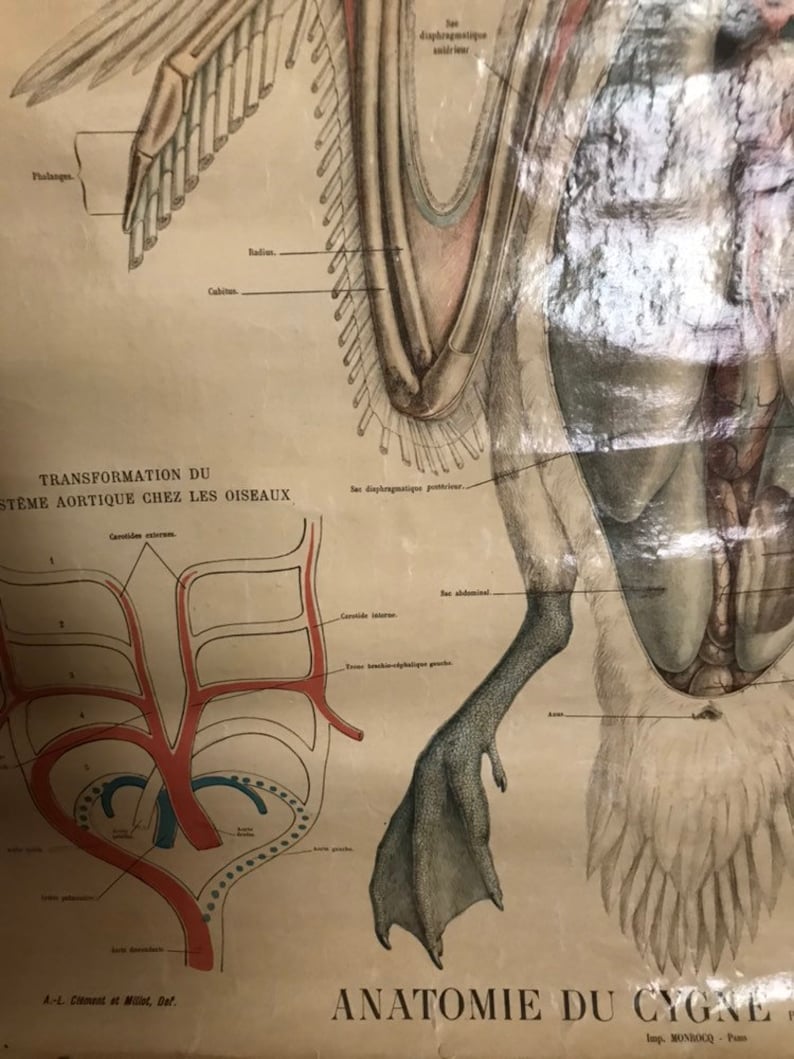 Antique French Swan Chart Anatomie Du Cygne Pull Down Etsy
