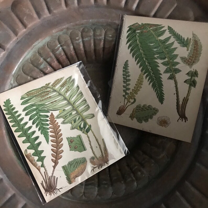 Antique Fern Prints Pair Plants English 19th Century Botanical | Etsy