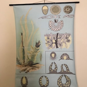 May include: A vintage educational chart illustrating the life cycle of a freshwater sponge. The chart features detailed illustrations of the sponge's different stages of development, including the larval stage, the adult stage, and the reproductive stage. The chart is printed on a light blue background with black and brown illustrations.
