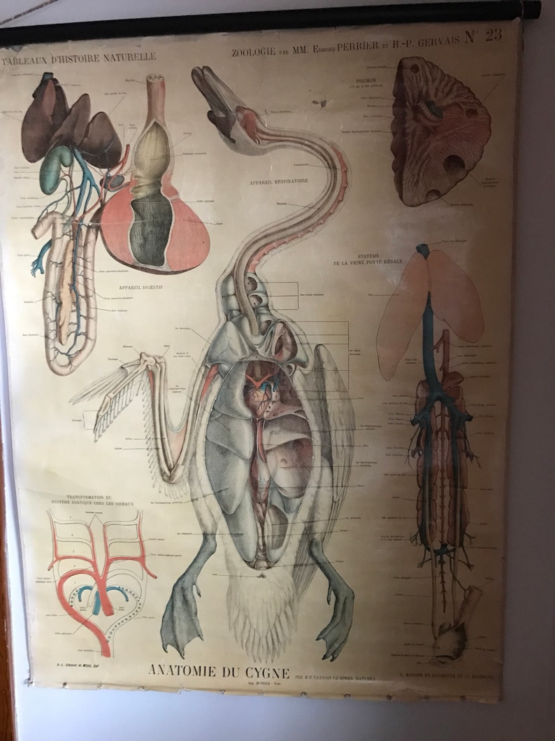 Antique French Swan Chart Anatomie Du Cygne Pull Down Etsy