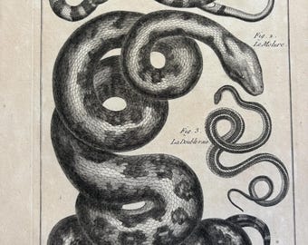 1700s Antique French Snake Print 18th Century French Copperplate Engraving History Naturelle Ophyologie