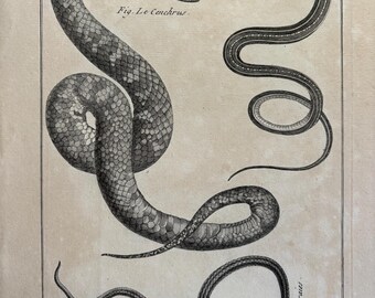 1700s Antique French Snake Print 18th Century French Copperplate Engraving History Naturelle Ophyologie