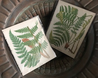 Antique Fern Prints Pair Plants English 19th Century Botanical Prints Hand Colored Nauture Garden 19th century