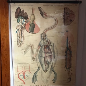 May include: Vintage anatomical chart of a swan, featuring detailed illustrations of the bird's internal organs. The chart is printed on aged paper and includes French text, with a black wooden rod at the top for hanging. The illustration is in shades of beige, brown, red, and blue.
