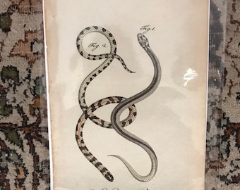 Antique Snake Print 18th Century German Copperplate Engraving History Naturelle Ophyologie Serpent Print Snakes 35
