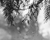 black and white photography, raindrops, nature, droplets, monochromatic wall art - 16x20, 11x14 or 8x10 photograph, "Embracing the Rain"