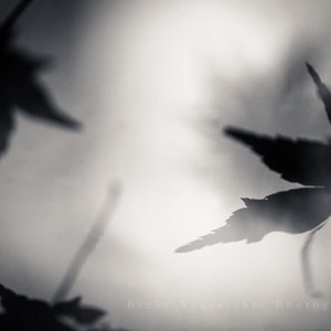 Zwart Wit Fotografie Vallende Blad Herfst Val Tijd Etsy