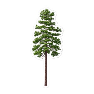 Ponderosa Pine Sticker