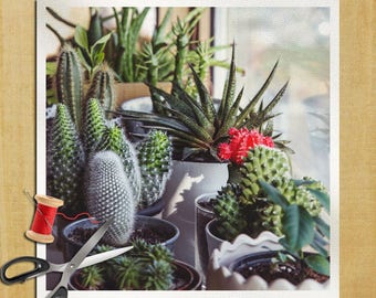 Catus Succulents Plants Photography - Cushion Panel Upholstery Cotton Fabric Craft Panel, Sewing Quilting