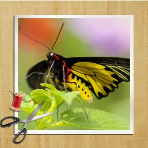 Puede incluir: Una mariposa amarilla y negra con marcas rojas y negras en sus alas está posada sobre una hoja verde. La mariposa tiene un cuerpo largo y delgado y alas grandes y delicadas.
