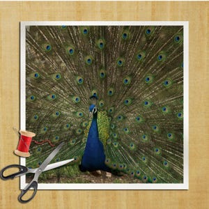 Puede incluir: Un pavo real con sus plumas extendidas en forma de abanico. El pavo real tiene un cuerpo azul, un cuello verde y una cola larga con plumas azules y verdes iridiscentes.