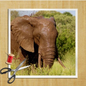 Puede incluir: Primer plano de un elefante cubierto de barro, de pie en hierba alta. La trompa del elefante está levantada y sus colmillos son visibles.